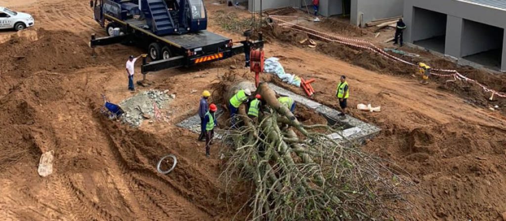 30-TONNE BAOBAB COMES TO NORTH COAST