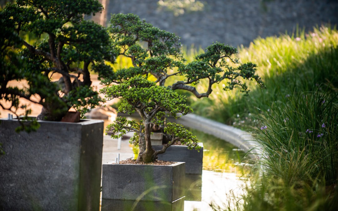Small tree, Big Impact