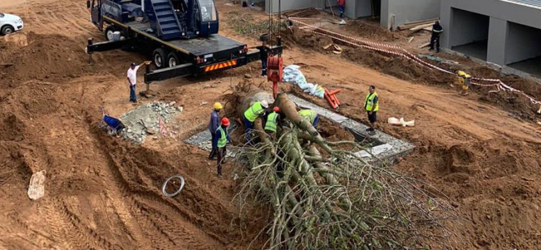 30-Tonne Boabab comes to the North Coast